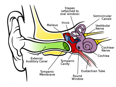 Ear Ear